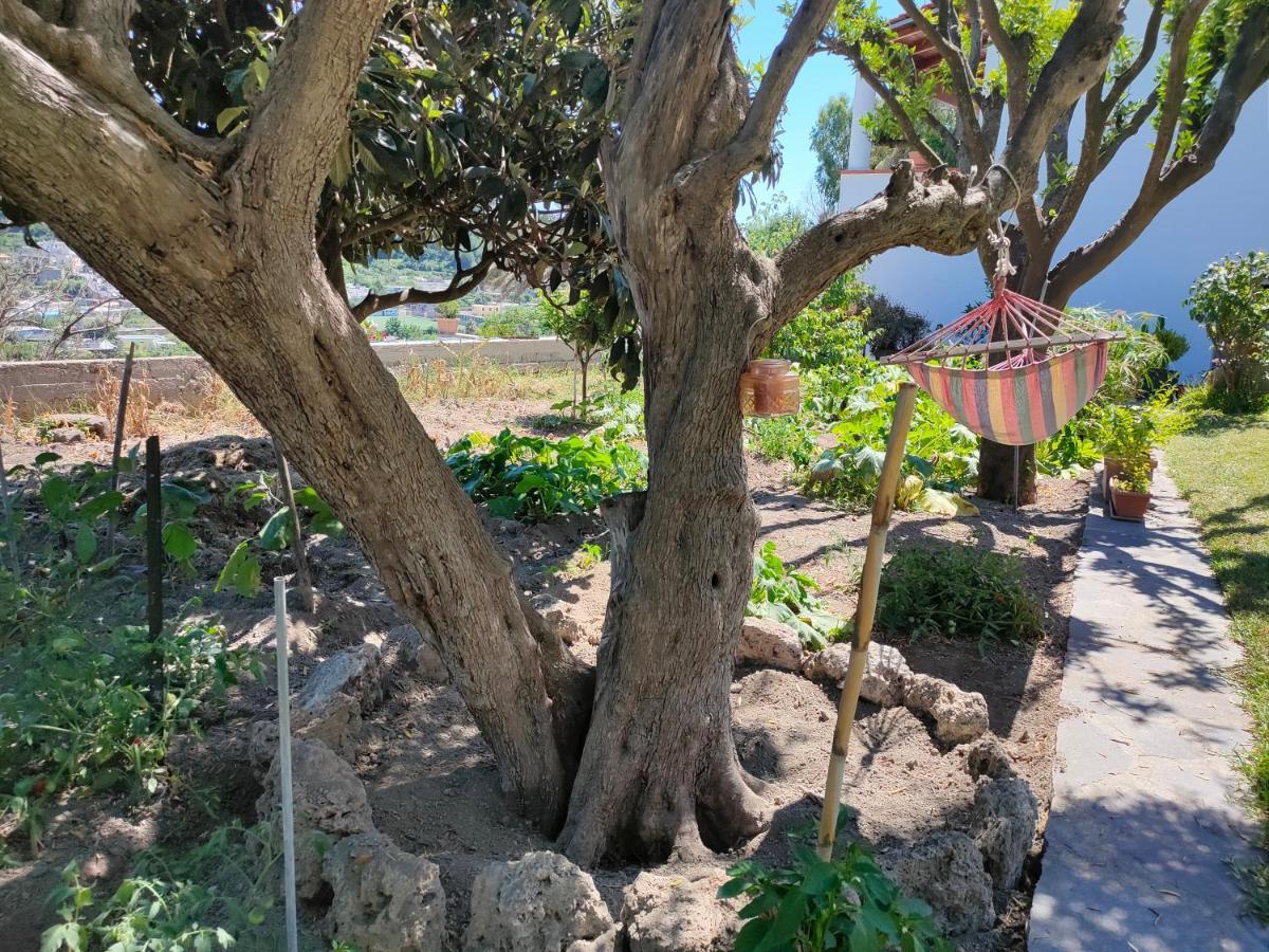 Il Giardino Apartamento Barano dʼIschia Exterior foto